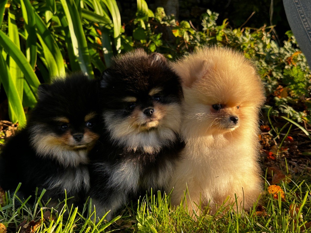 chiot Spitz allemand des dolmens d'An Arvor