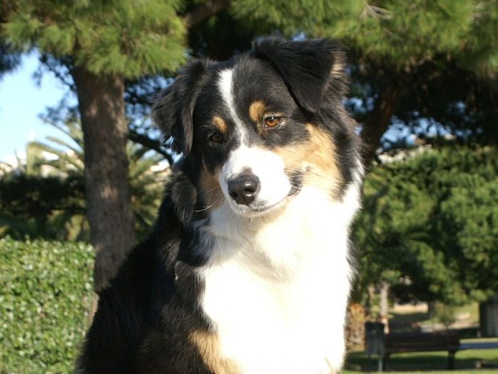 CH. Bedazzled des dolmens d'An Arvor