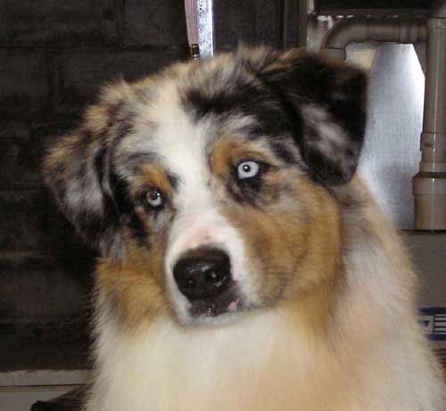 CH. risingstar 's rocky mountain outlaw