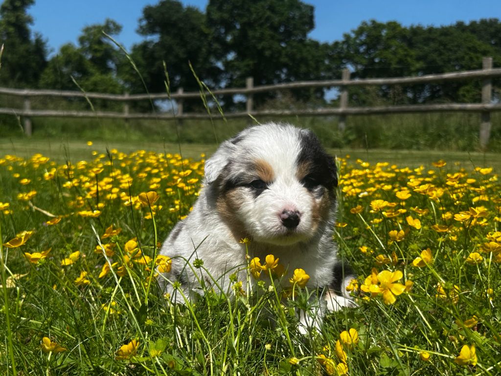 des dolmens d'An Arvor - Chiots disponibles - Berger Australien