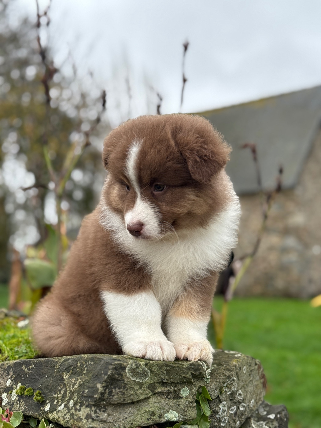 des dolmens d'An Arvor - Chiots disponibles - Berger Australien