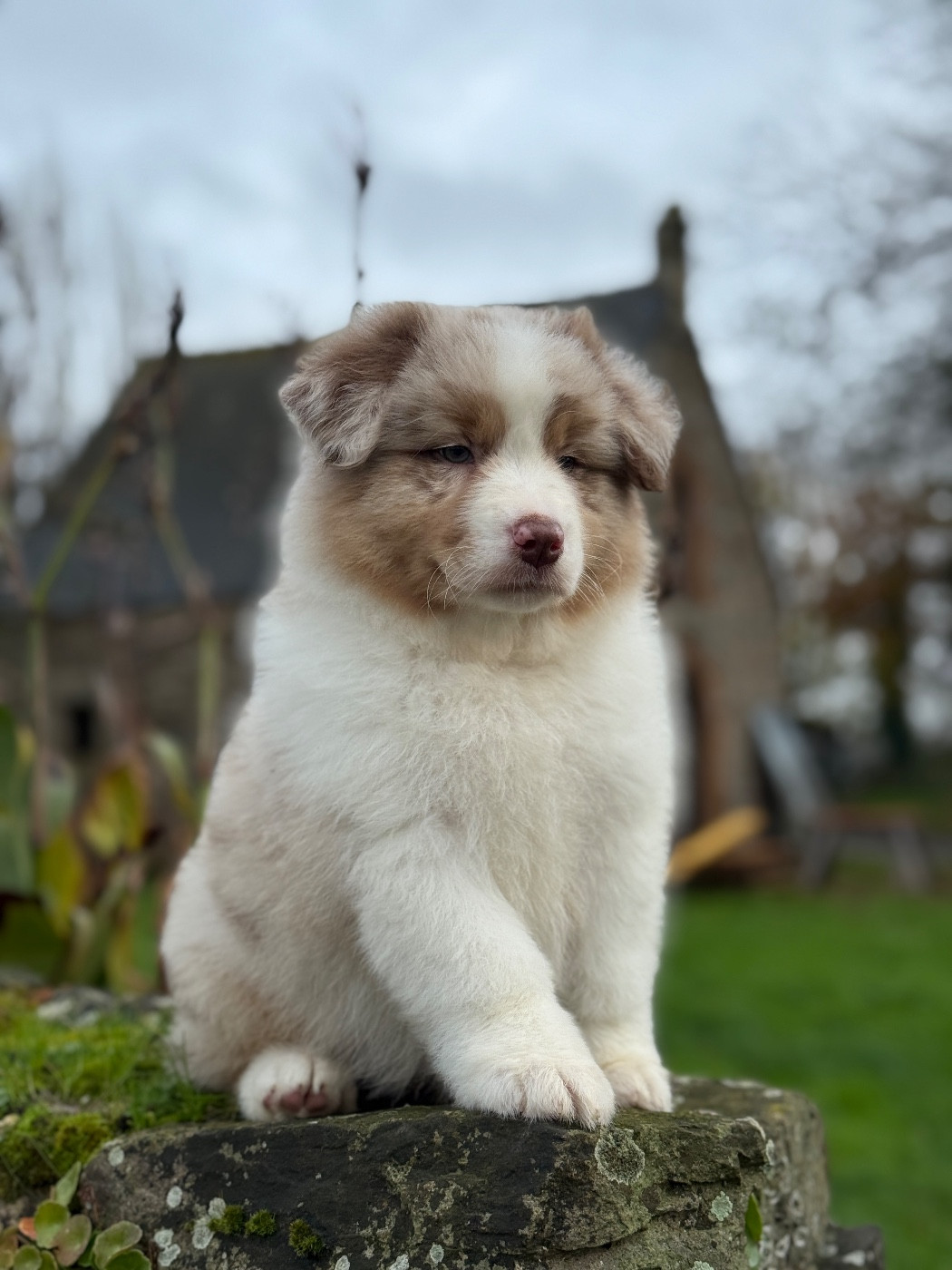 des dolmens d'An Arvor - Chiots disponibles - Berger Australien