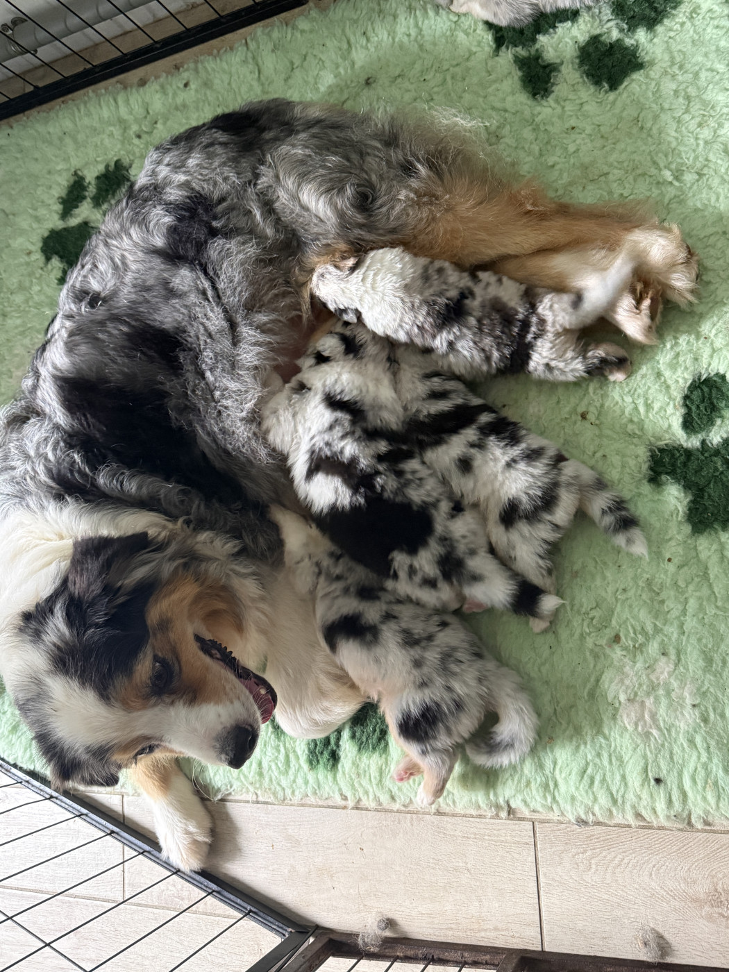 Chiot Berger Australien des dolmens d'An Arvor