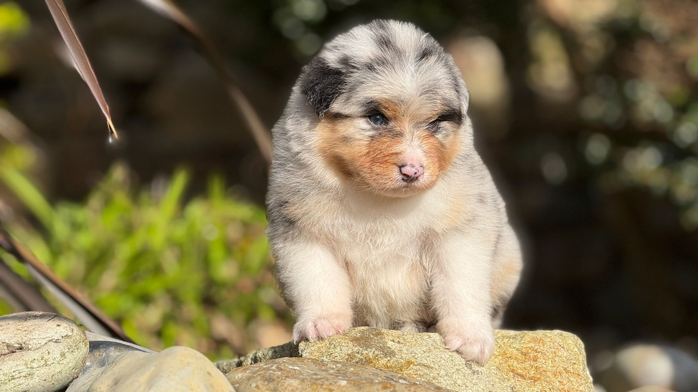 des dolmens d'An Arvor - Chiots disponibles - Berger Australien