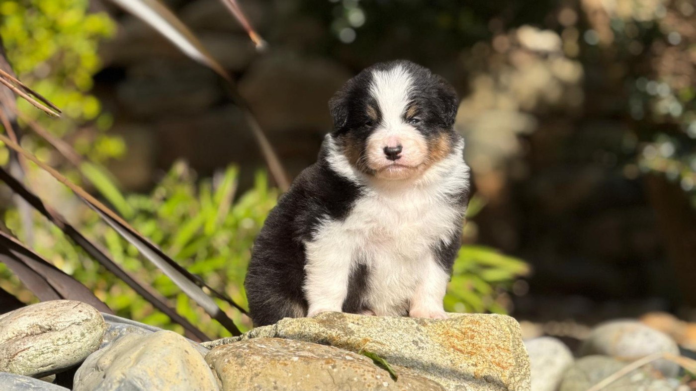 des dolmens d'An Arvor - Chiots disponibles - Berger Australien