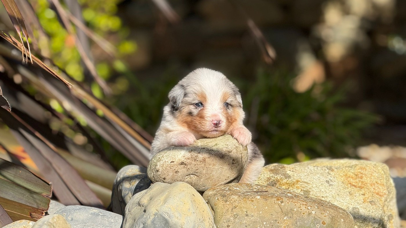 des dolmens d'An Arvor - Chiots disponibles - Berger Australien
