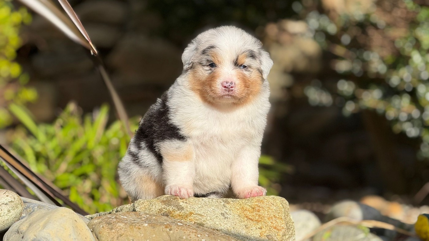 des dolmens d'An Arvor - Chiots disponibles - Berger Australien