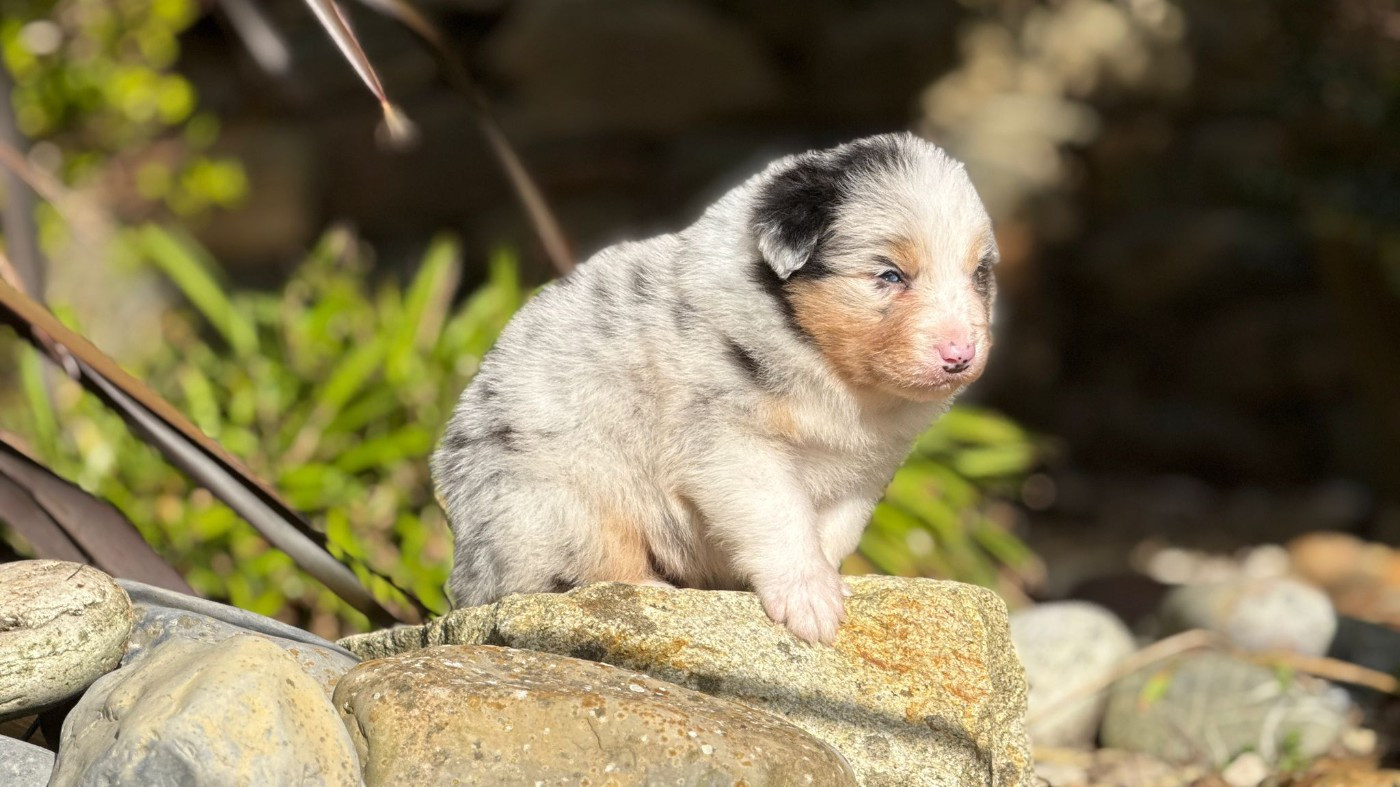 des dolmens d'An Arvor - Chiots disponibles - Berger Australien