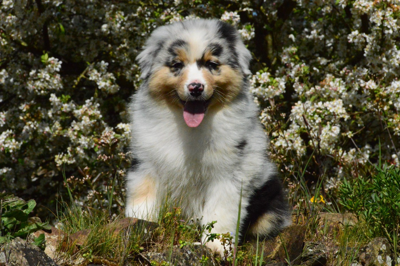 des dolmens d'An Arvor - Chiots disponibles - Berger Australien