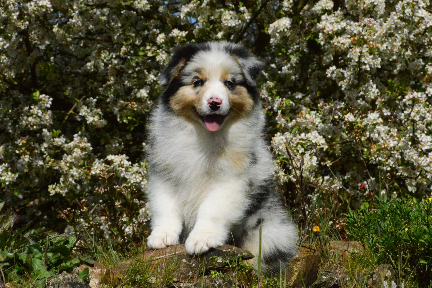 des dolmens d'An Arvor - Chiots disponibles - Berger Australien