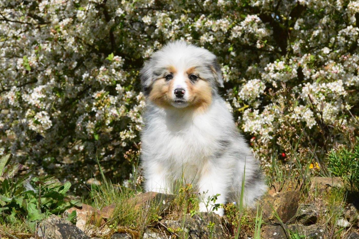 des dolmens d'An Arvor - Chiots disponibles - Berger Australien