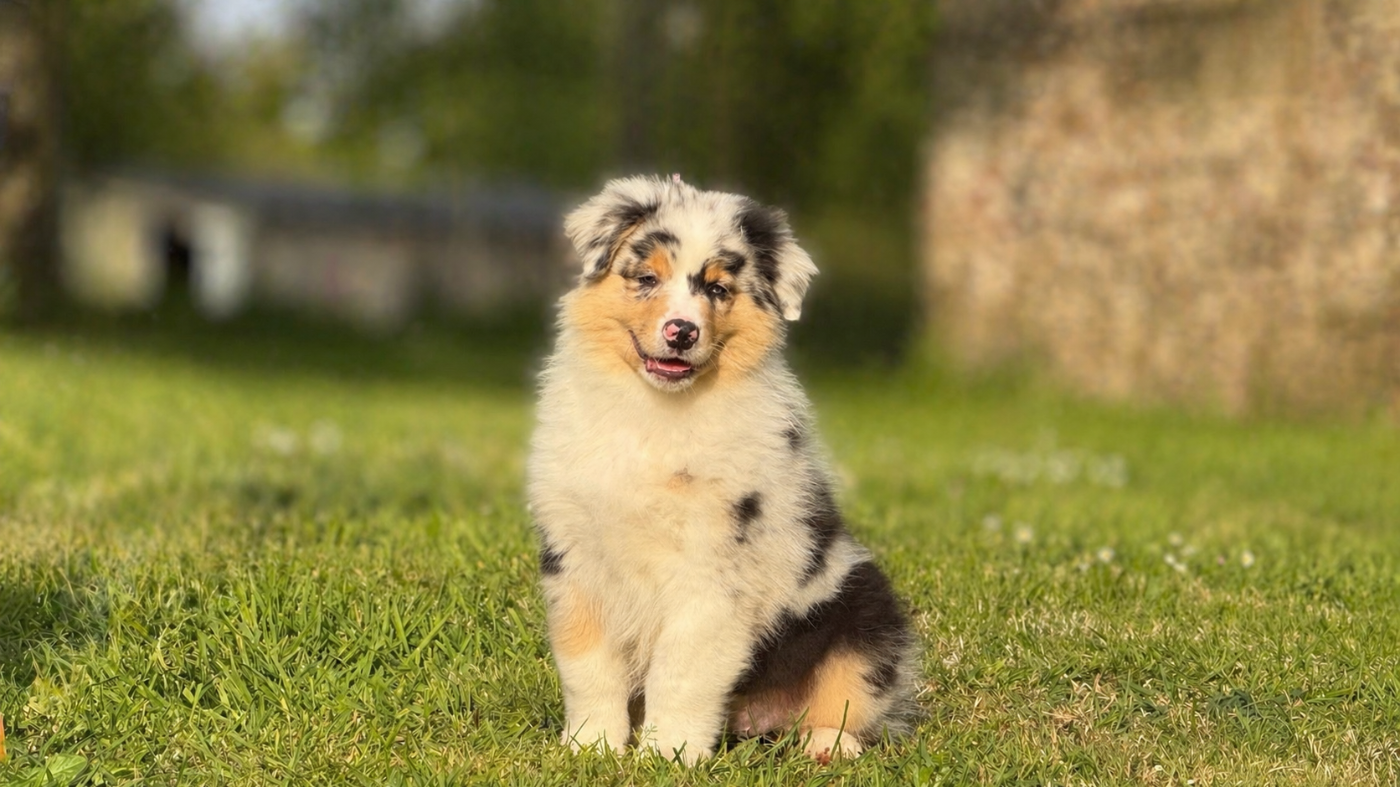 des dolmens d'An Arvor - Chiots disponibles - Berger Australien