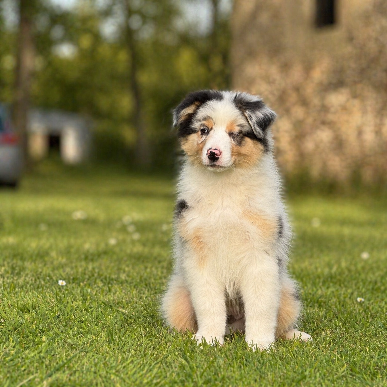 des dolmens d'An Arvor - Chiots disponibles - Berger Australien