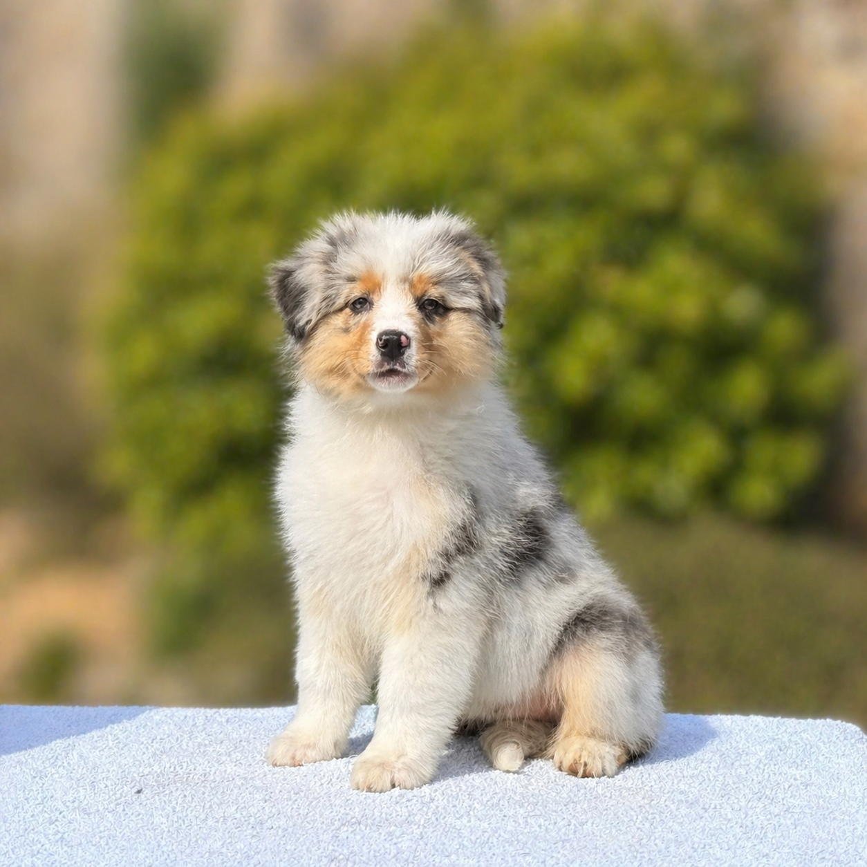 des dolmens d'An Arvor - Chiots disponibles - Berger Australien