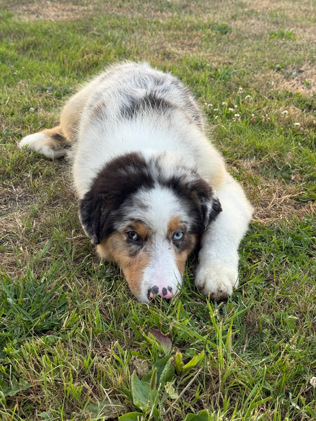 des dolmens d'An Arvor - Chiots disponibles - Berger Australien