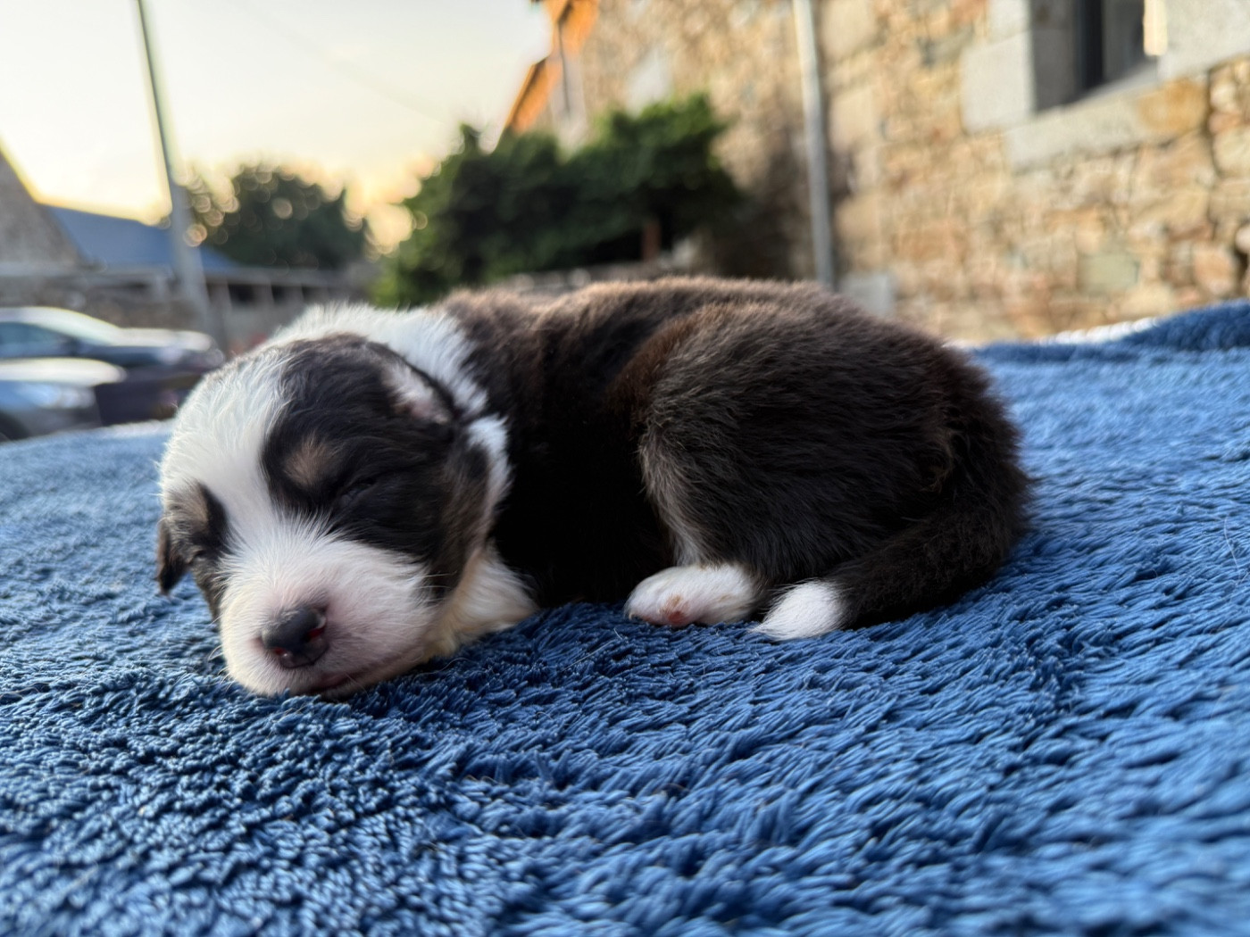 des dolmens d'An Arvor - Chiots disponibles - Berger Australien