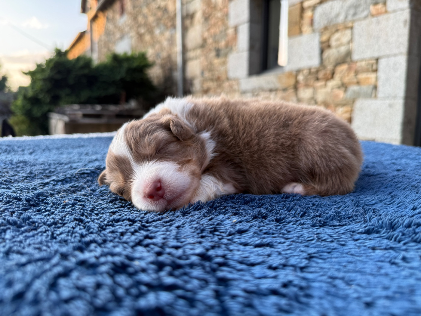 des dolmens d'An Arvor - Chiots disponibles - Berger Australien