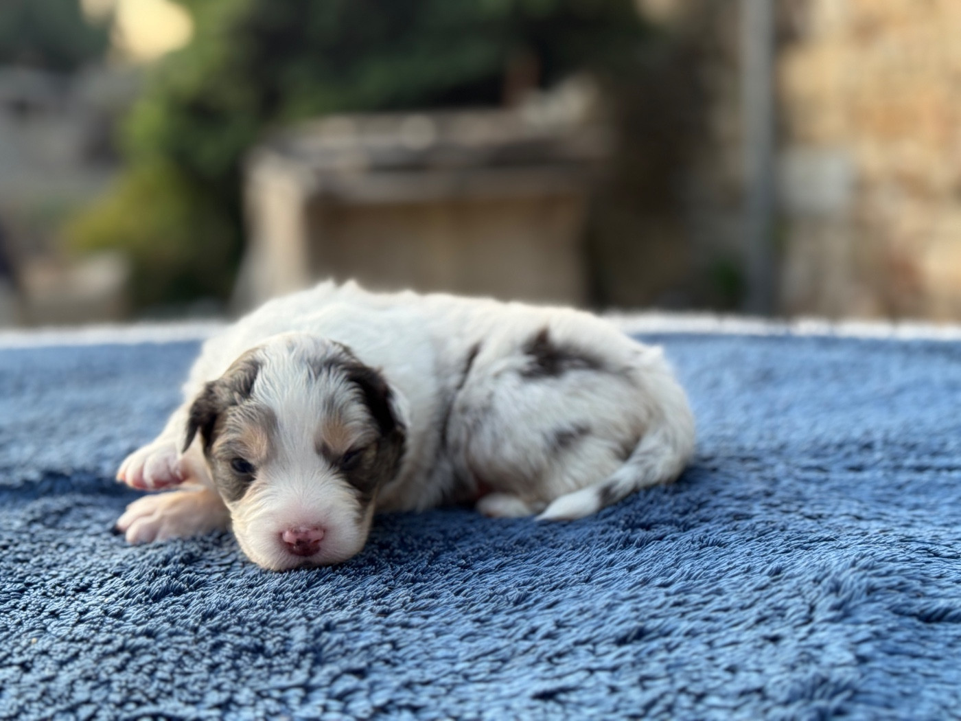 des dolmens d'An Arvor - Chiots disponibles - Berger Australien