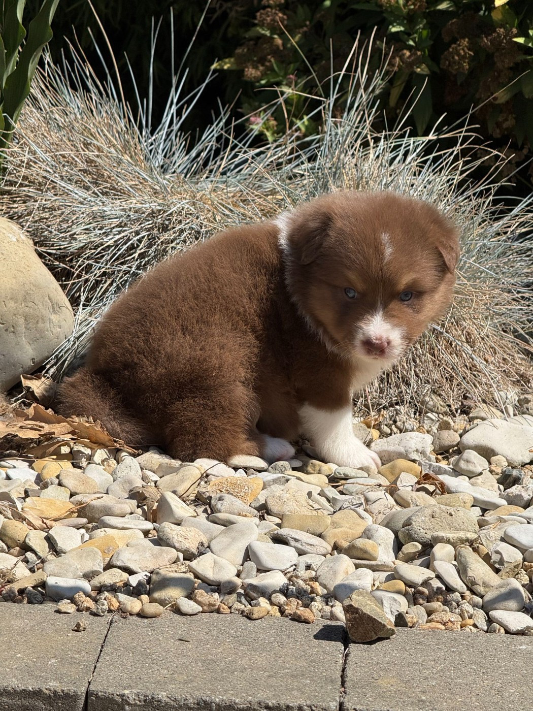 des dolmens d'An Arvor - Chiots disponibles - Berger Australien
