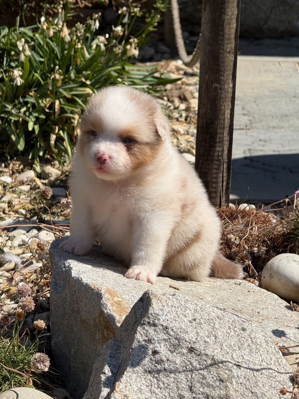 des dolmens d'An Arvor - Chiots disponibles - Berger Australien