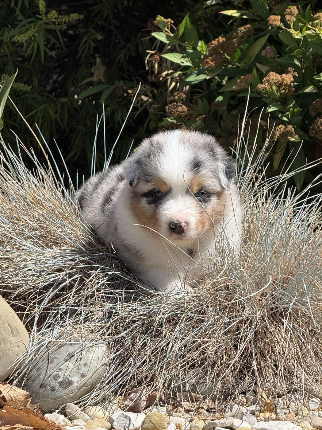 des dolmens d'An Arvor - Chiots disponibles - Berger Australien