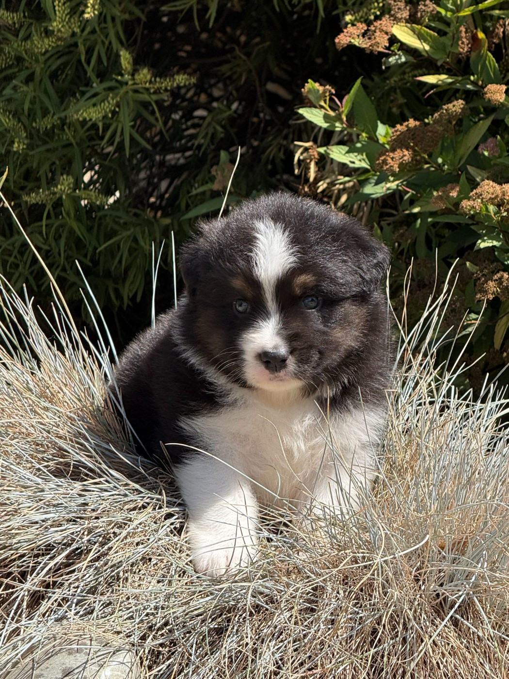 des dolmens d'An Arvor - Chiots disponibles - Berger Australien