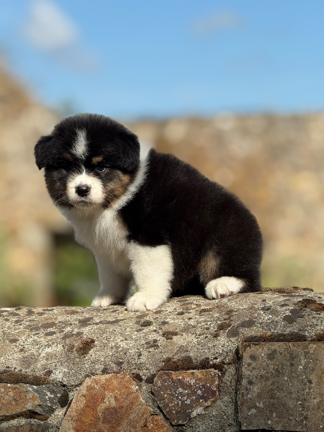 des dolmens d'An Arvor - Chiots disponibles - Berger Australien