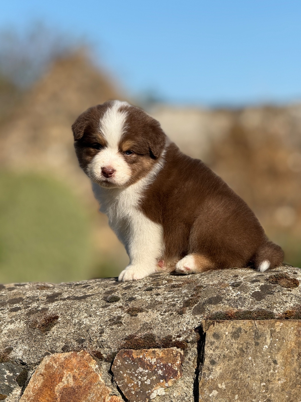 des dolmens d'An Arvor - Chiots disponibles - Berger Australien