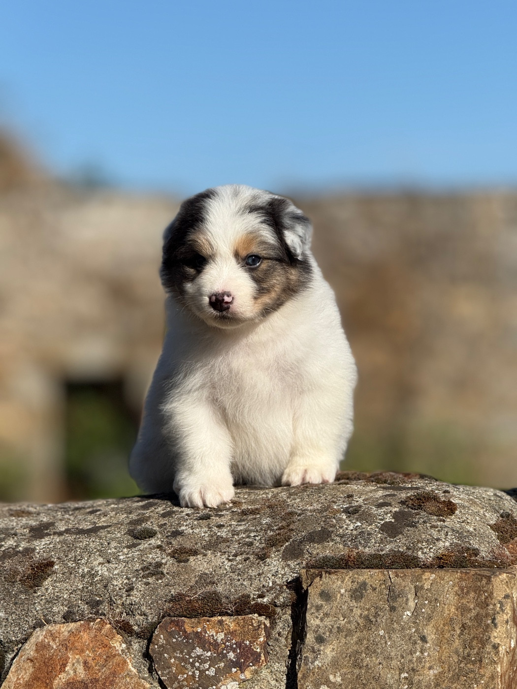 des dolmens d'An Arvor - Chiots disponibles - Berger Australien