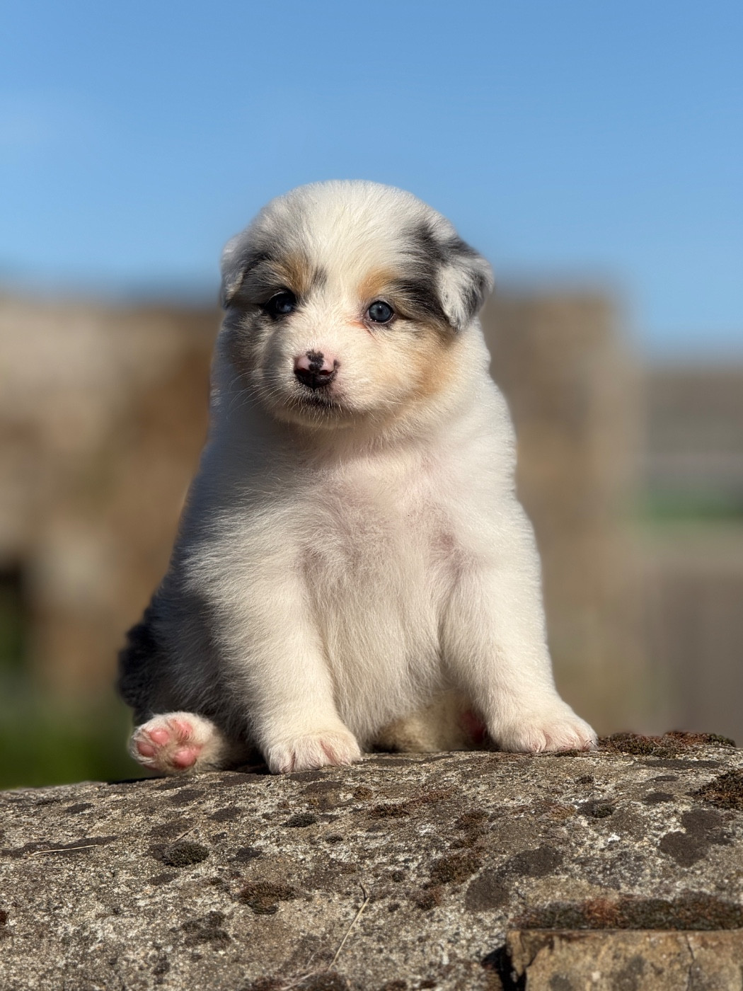 des dolmens d'An Arvor - Chiots disponibles - Berger Australien