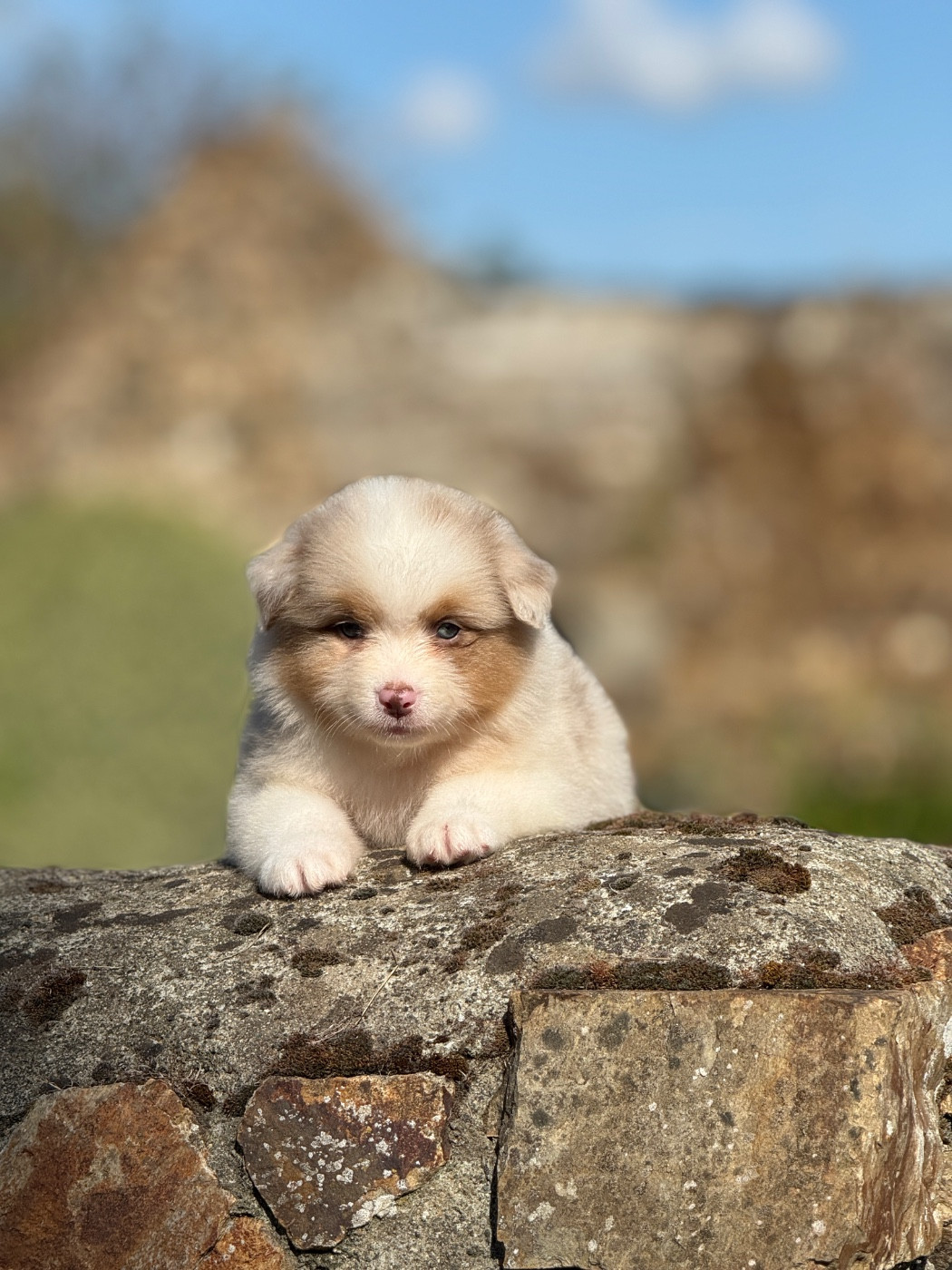 des dolmens d'An Arvor - Chiots disponibles - Berger Australien