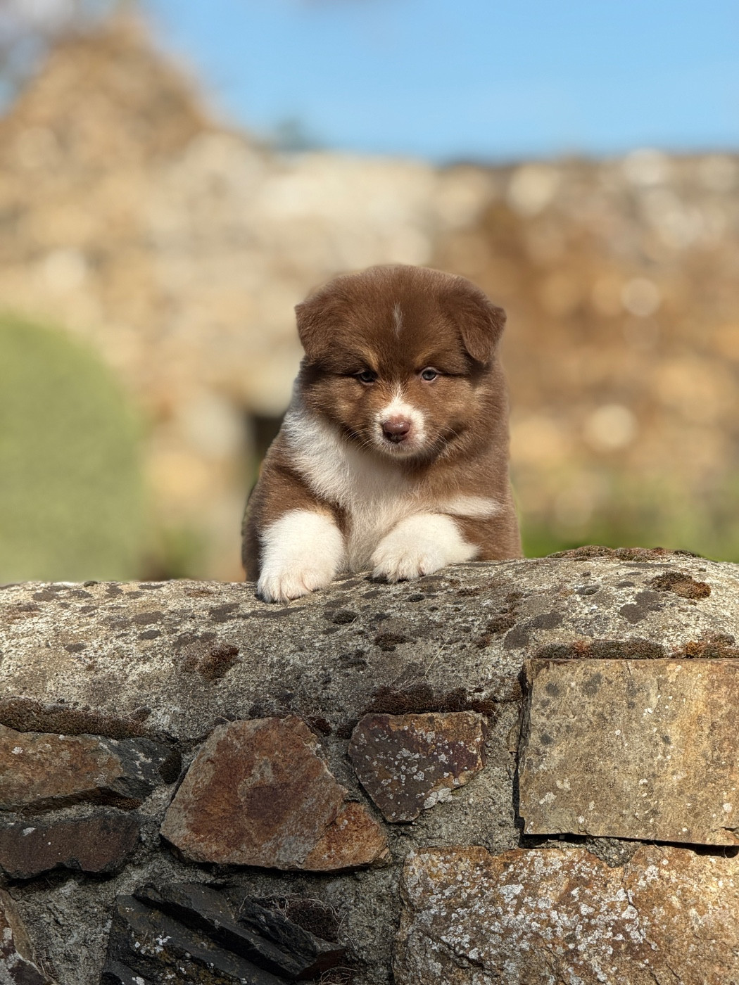 des dolmens d'An Arvor - Chiots disponibles - Berger Australien