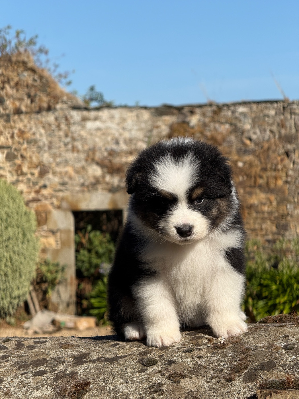 des dolmens d'An Arvor - Chiots disponibles - Berger Australien