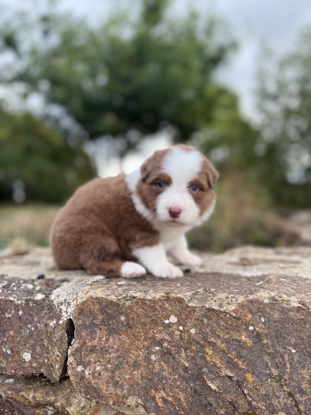 des dolmens d'An Arvor - Chiots disponibles - Berger Australien