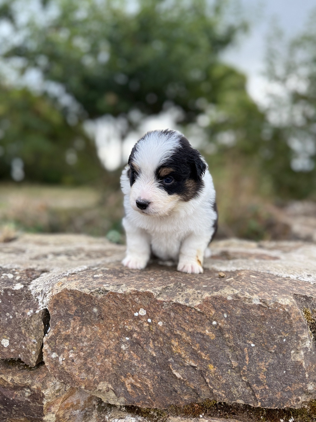 des dolmens d'An Arvor - Chiots disponibles - Berger Australien