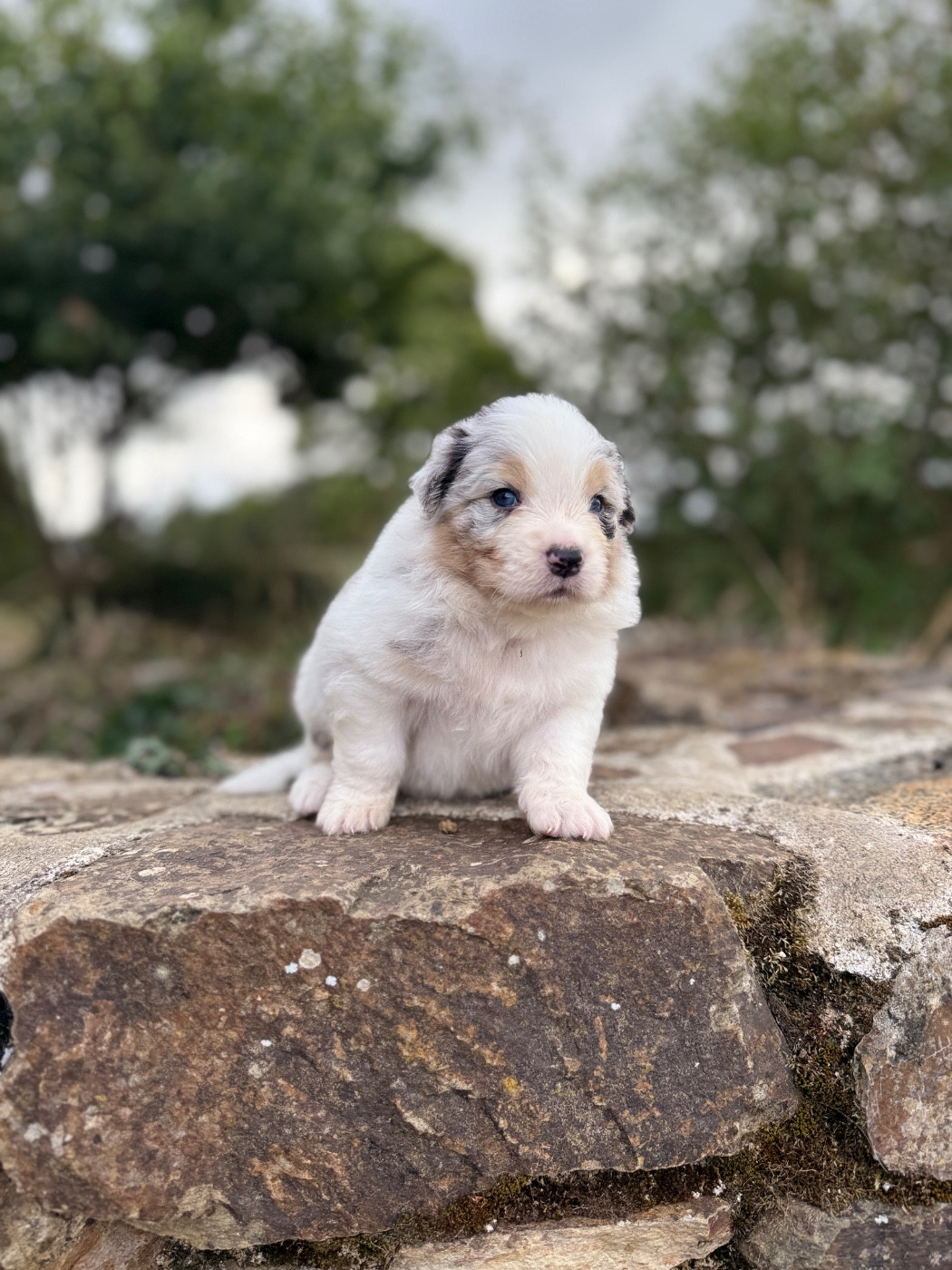 des dolmens d'An Arvor - Chiots disponibles - Berger Australien