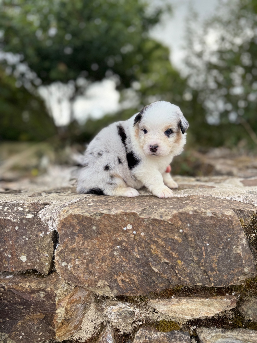 des dolmens d'An Arvor - Chiots disponibles - Berger Australien