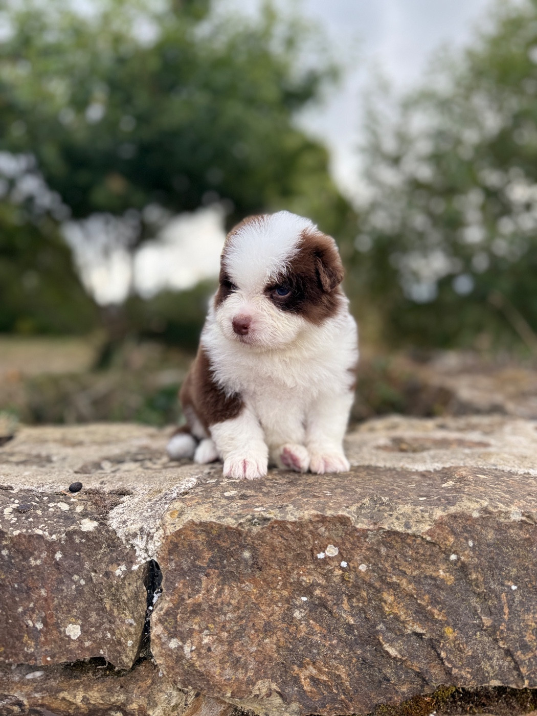 des dolmens d'An Arvor - Chiots disponibles - Berger Australien
