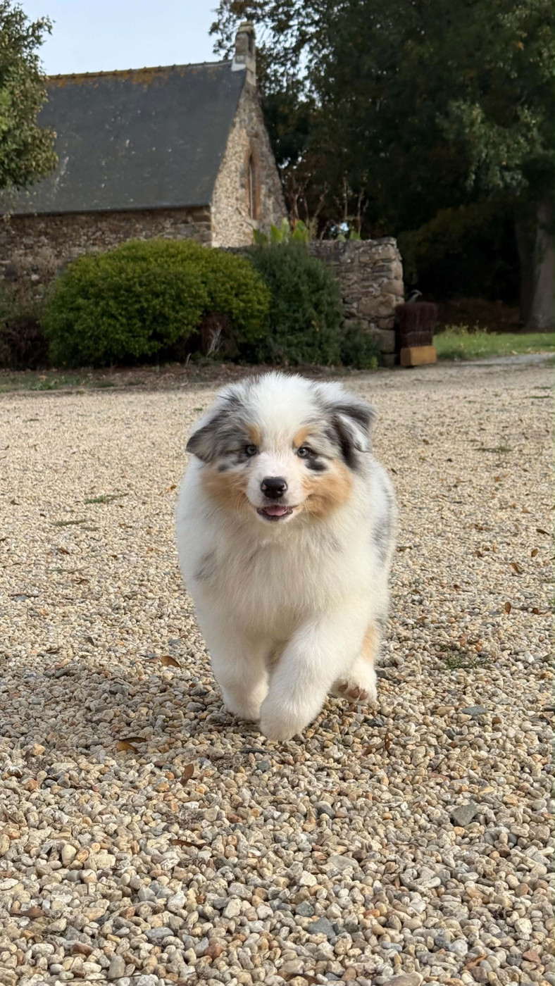 des dolmens d'An Arvor - Chiots disponibles - Berger Australien