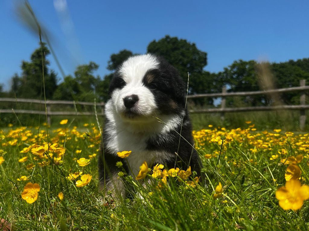 des dolmens d'An Arvor - Chiots disponibles - Berger Australien
