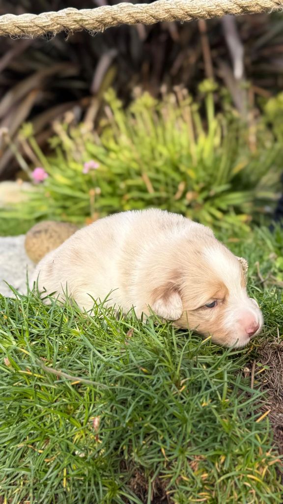 des dolmens d'An Arvor - Chiots disponibles - Berger Australien