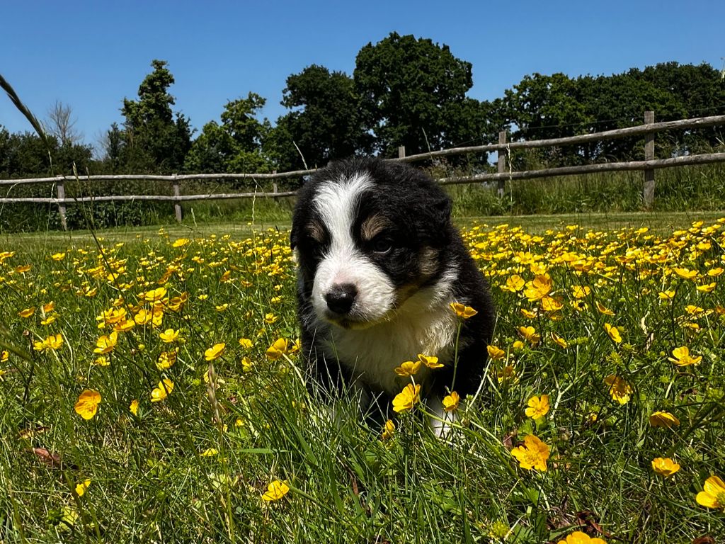 des dolmens d'An Arvor - Chiots disponibles - Berger Australien