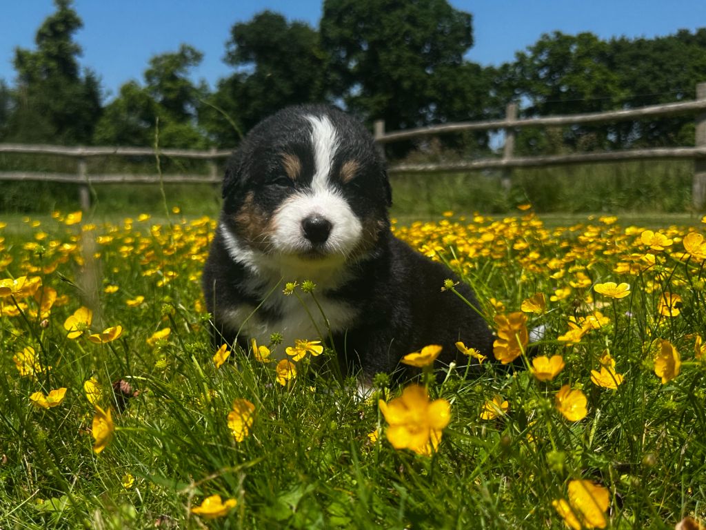 des dolmens d'An Arvor - Chiots disponibles - Berger Australien