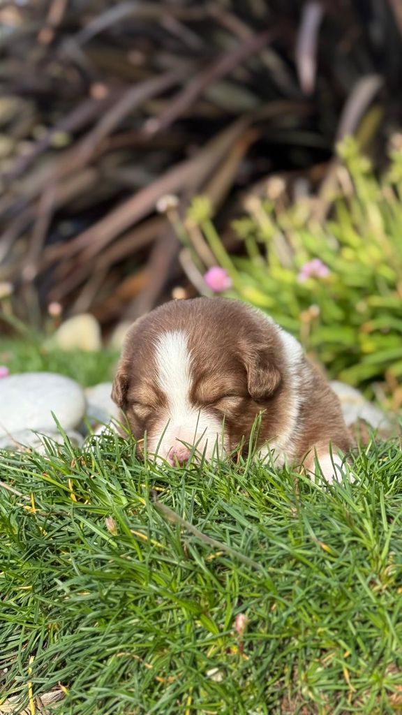 des dolmens d'An Arvor - Chiots disponibles - Berger Australien