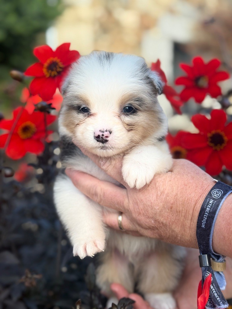 des dolmens d'An Arvor - Chiots disponibles - Berger Australien