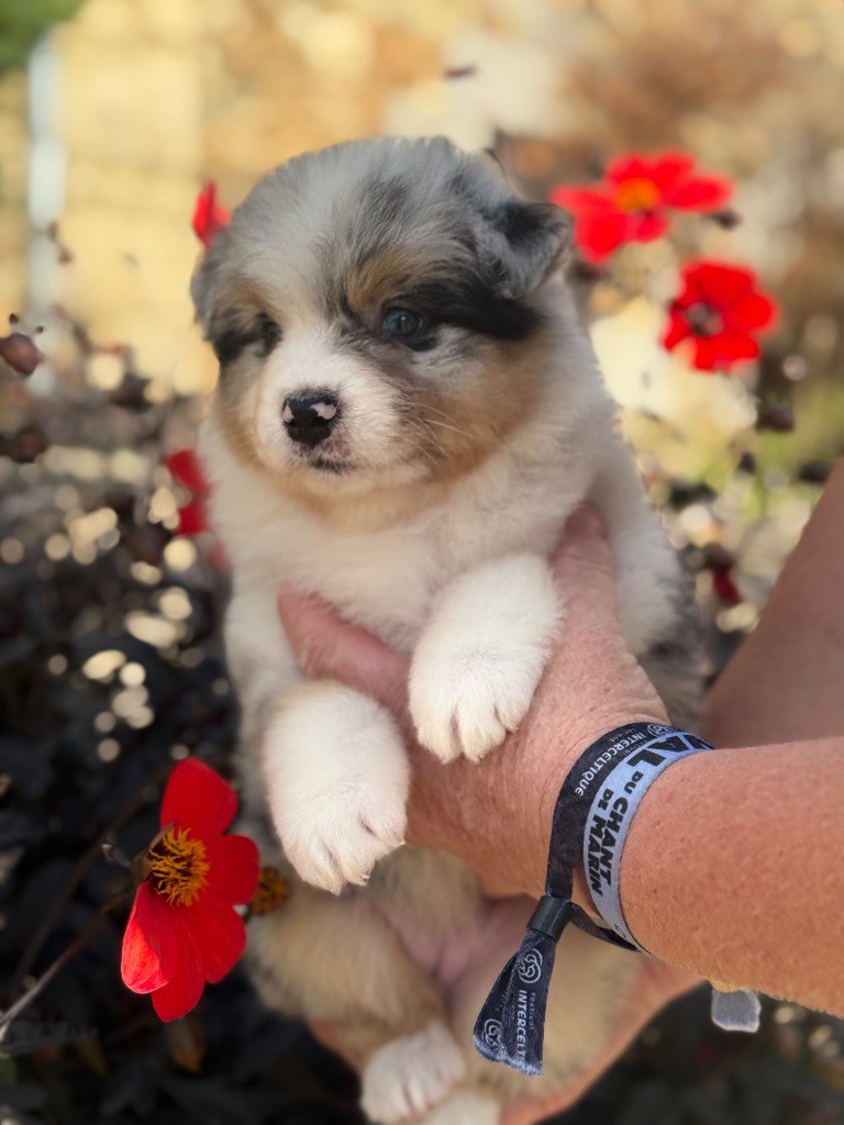 des dolmens d'An Arvor - Chiots disponibles - Berger Australien