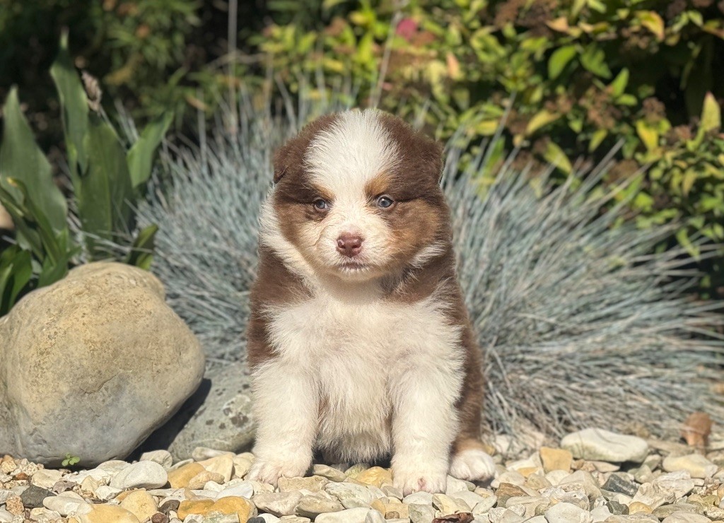 des dolmens d'An Arvor - Chiots disponibles - Berger Australien