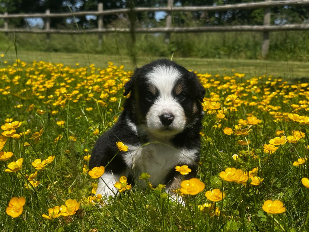 des dolmens d'An Arvor - Chiots disponibles - Berger Australien