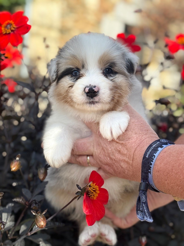 des dolmens d'An Arvor - Chiots disponibles - Berger Australien