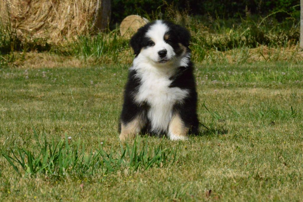 des dolmens d'An Arvor - Chiots disponibles - Berger Australien